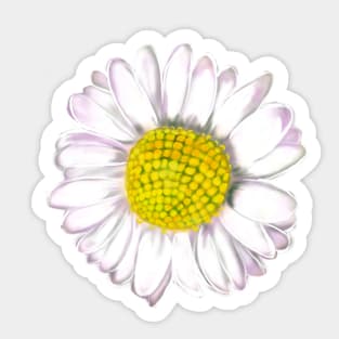 White daisy Bellis perennis wildflower close up Sticker